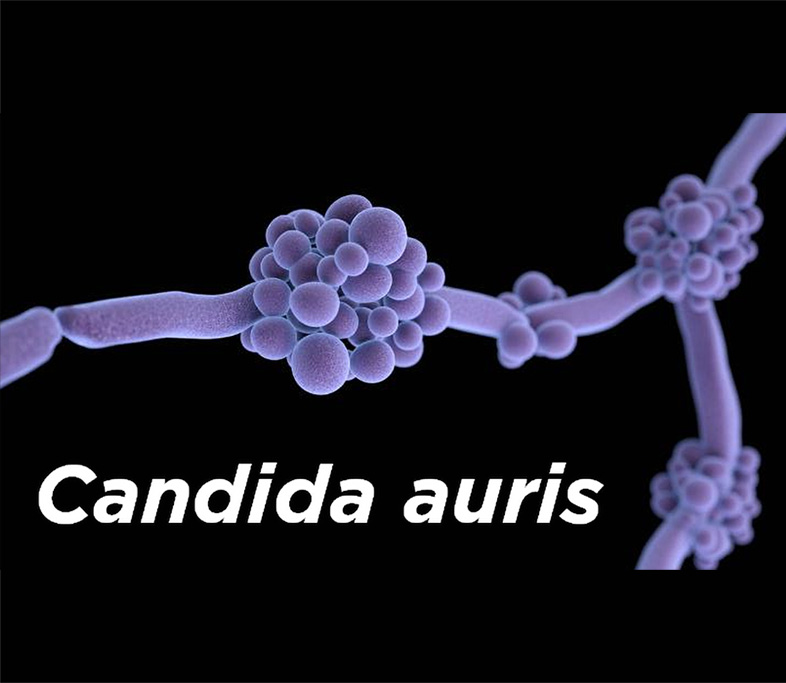 Candida auris strain